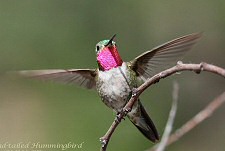 broad-tailed hummingbird