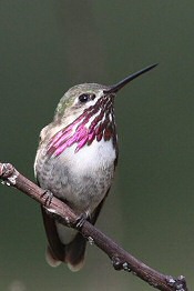 calliope hummingbird