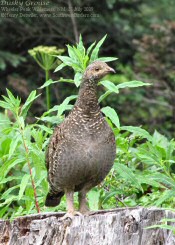 dusky grouse