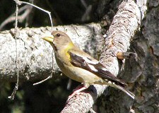 evening grosbeak