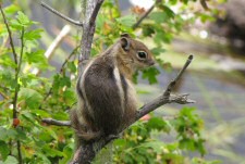 ground squirrel