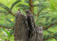 red-naped sapsucker