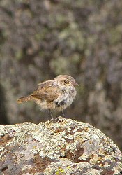 rock wren