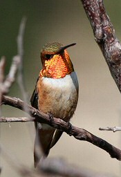 rufous hummingbird