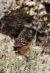 spotted towhee