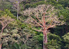 Chagres River