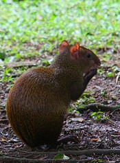 agouti