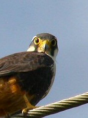 aplomado falcon