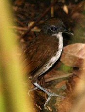 bicolored antbird