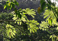 cecropia tree