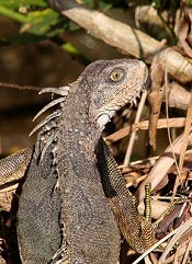 Green Iguana