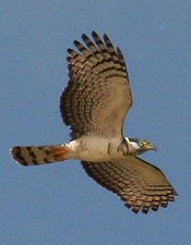 Hook-billed Kite immature