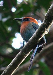 Broad-billed Motmot