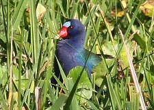 purple gallinule