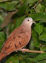 Ruddy Ground-Dove