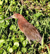 ruffescent tiger-heron