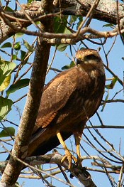 Savanna Hawk