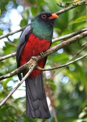 Slaty-tailed Trogon