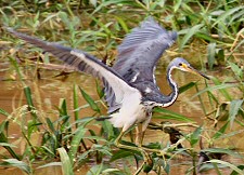 Tricolored Heron