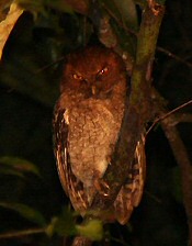 vermiculated screech-owl