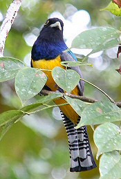 Violaceous Trogon