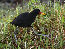 Wattled Jacana