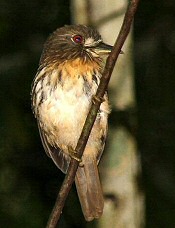 White-whiskered Puffbird