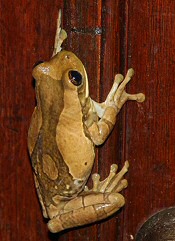 White-lipped Tree Frog