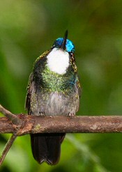 White-throated Mountain Gem