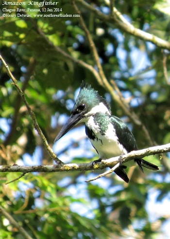 Amazon Kingfisher