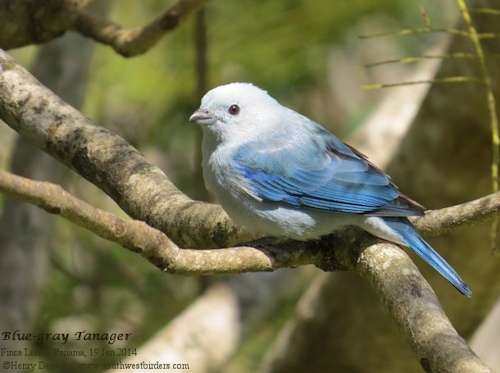 Blue-gray Tanager