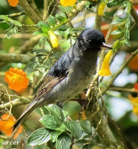 Slaty Flower-Piercer