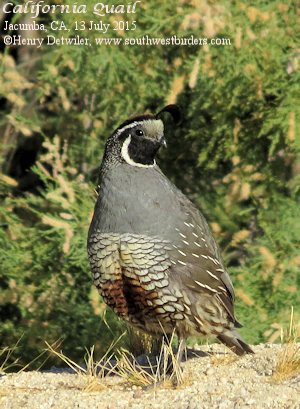 California Quail