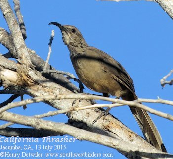 California Thrasher