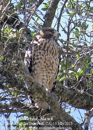 Cooper's Hawk