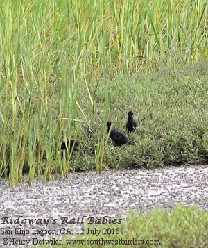 Ridgway's Rail babies