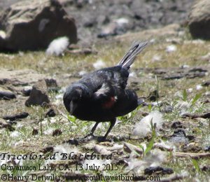 Tricolored Blackbird