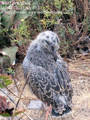 Western Gull baby