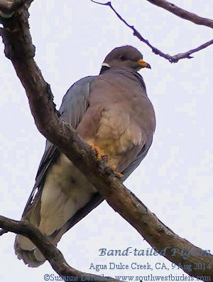 Yellow-eyed Junco