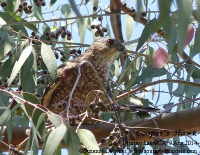 Cooper's Hawk