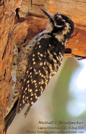 Black-headed Grosbeak