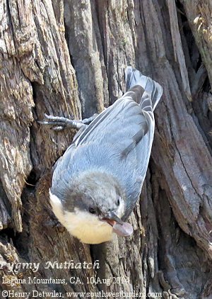 Pygmy Nuthatch