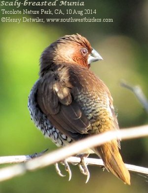 Scaly-breasted Munia