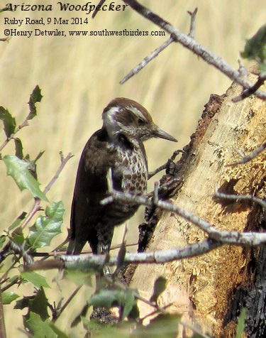 Arizona Woodpecker