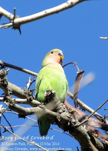 Rosy-faced Lovebird