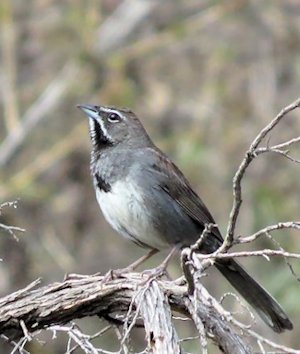 Five-striped Sparrow