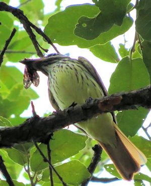 Sulfur-bellied Flycatcher