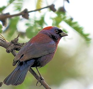 Varied Bunting