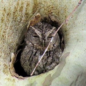 Whiskered Screech-Owl