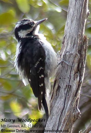 Hairy Woodpecker